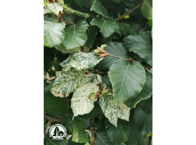 Fagus sylvatica   'Marmorstar'